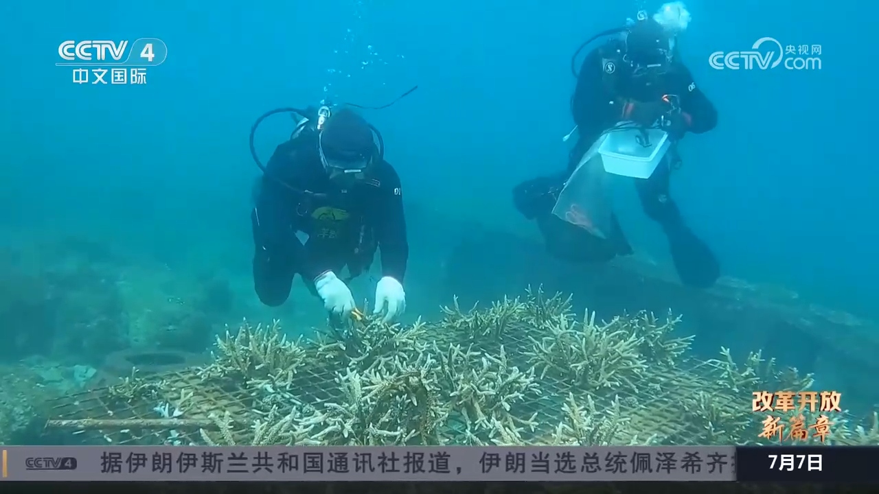 emc体育app下载在海底“植树造林” 海南自贸港的生态保护不一般(图2)